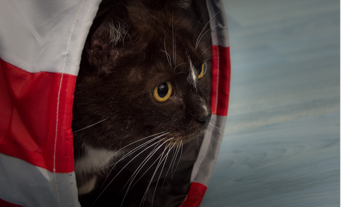 cat tunnels