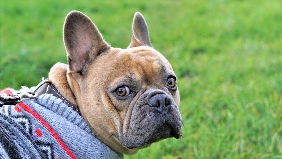 a dog