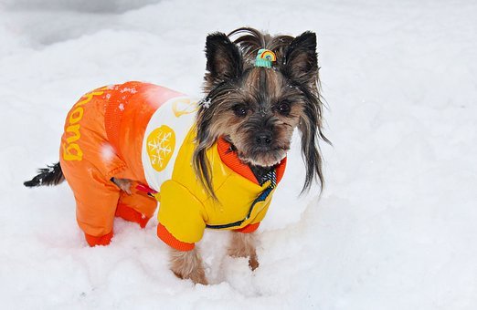 a dog